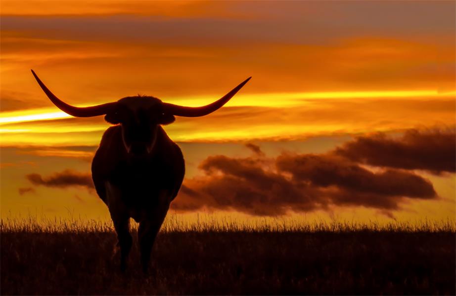 EVERYTHING’S BIGGER IN TEXAS!  WHY TEXAS DENTISTS NEED TO TAKE THE "HIPAA BULL" BY THE HORNS... NOW